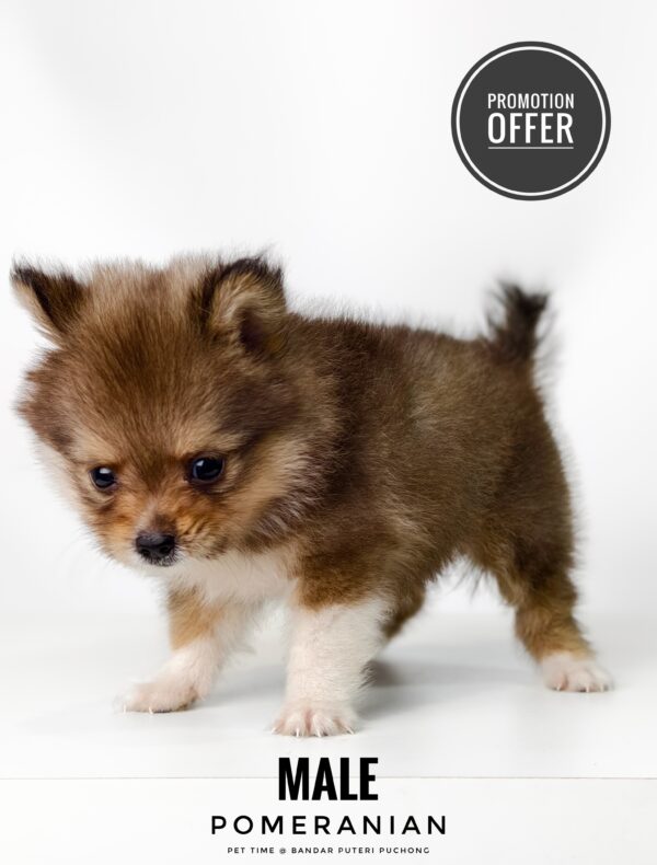 Pomeranian price