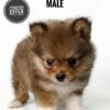 where to buy pomeranian
