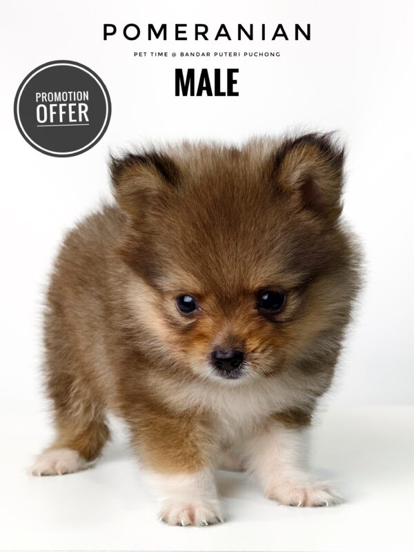 where to buy pomeranian