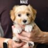 maltipoo puppy price