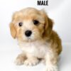 maltipoo puppy price
