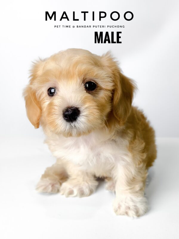 maltipoo puppy price