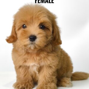 maltese mixed poodle