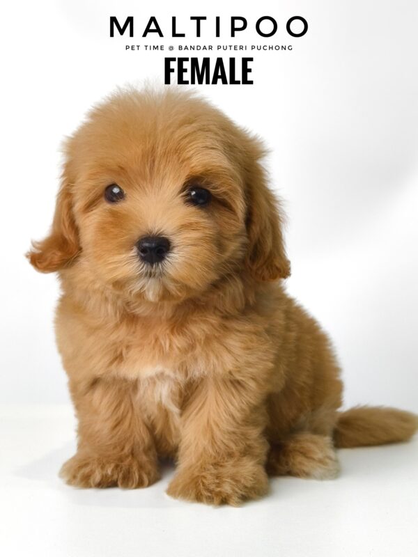 maltese mixed poodle