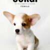 Corgi price