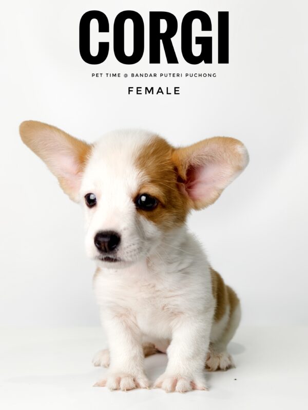 Corgi price
