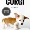 Corgi price