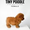 buy tiny poodle sri petaling pet shop