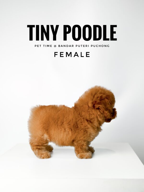 buy tiny poodle sri petaling pet shop