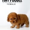 buy tiny poodle sri petaling pet shop
