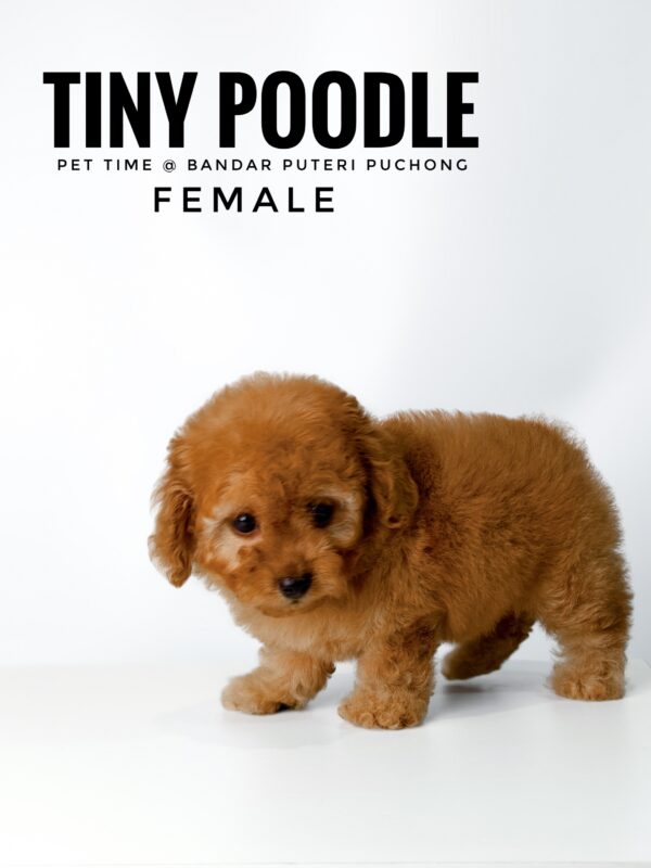 buy tiny poodle sri petaling pet shop