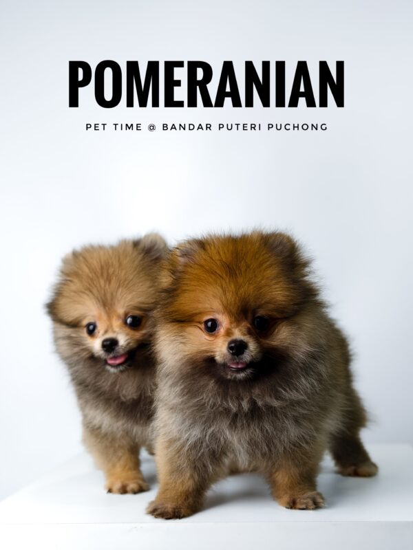 Pomeranian for Sale in Malaysia