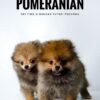 Pomeranian for Sale in Malaysia