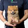 Pomeranian for Sale in Malaysia