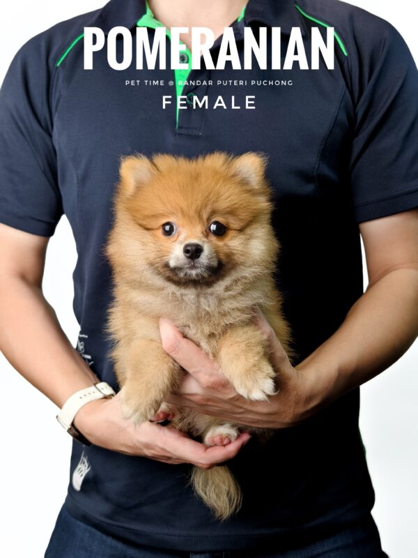 Pomeranian for Sale in Malaysia