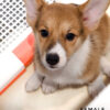 Corgi for Sale