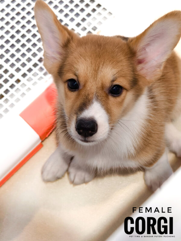 Corgi for Sale