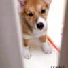Corgi for Sale