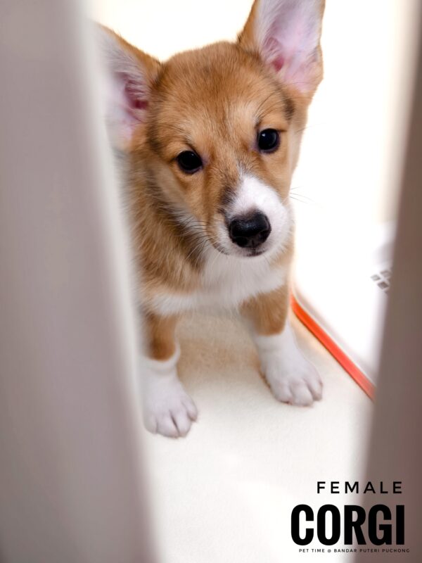 Corgi for Sale