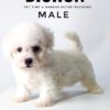 Bichon for sale Malaysia