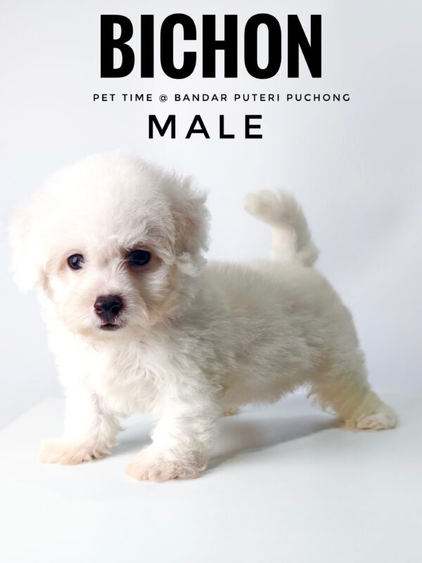 Bichon for sale Malaysia