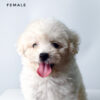 Bichon for sale at Malaysia