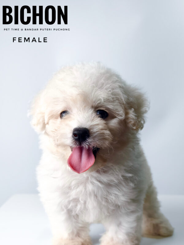 Bichon for sale at Malaysia