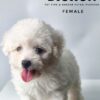 Bichon for sale at Malaysia