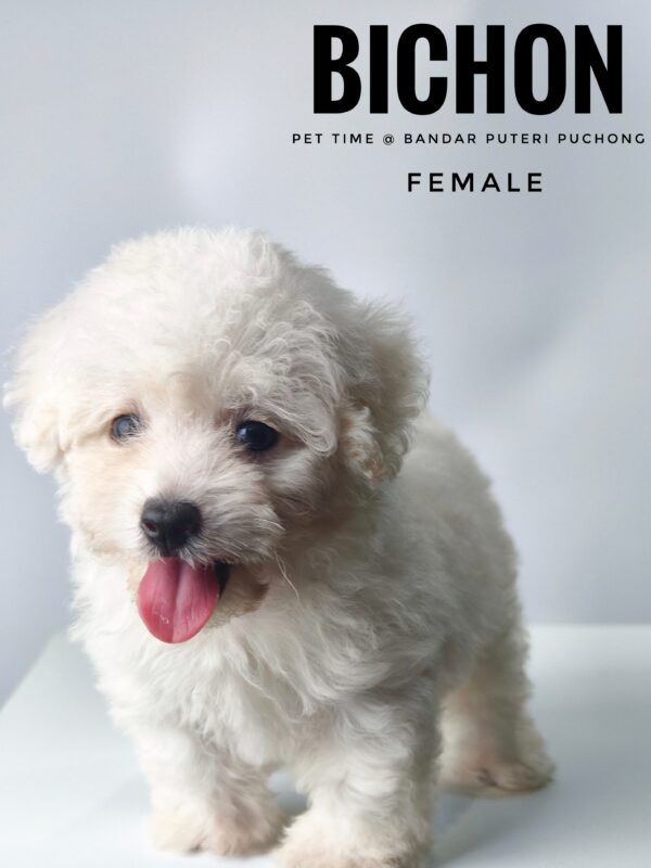 Bichon for sale at Malaysia