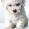 Bichon for sale at Malaysia
