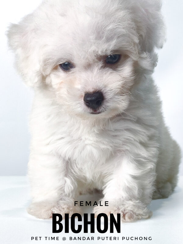 Bichon for sale at Malaysia