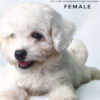 Bichon for sale at Malaysia