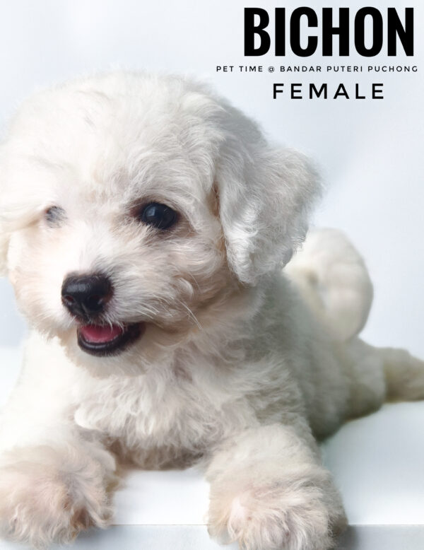 Bichon for sale at Malaysia