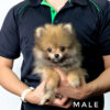 Pomeranian for Sale in Malaysia