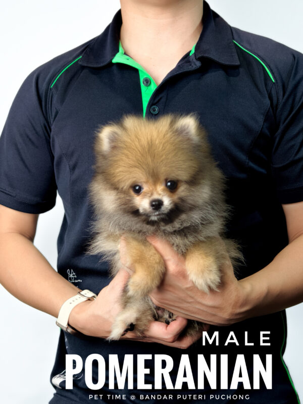 Pomeranian for Sale in Malaysia