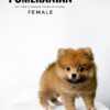Pomeranian for Sale in Malaysia