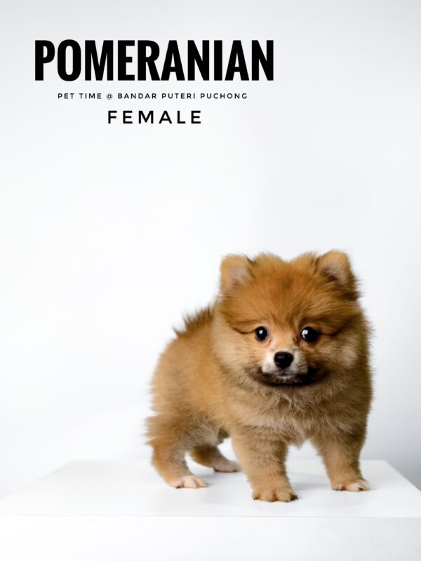 Pomeranian for Sale in Malaysia