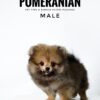 Pomeranian for Sale in Malaysia