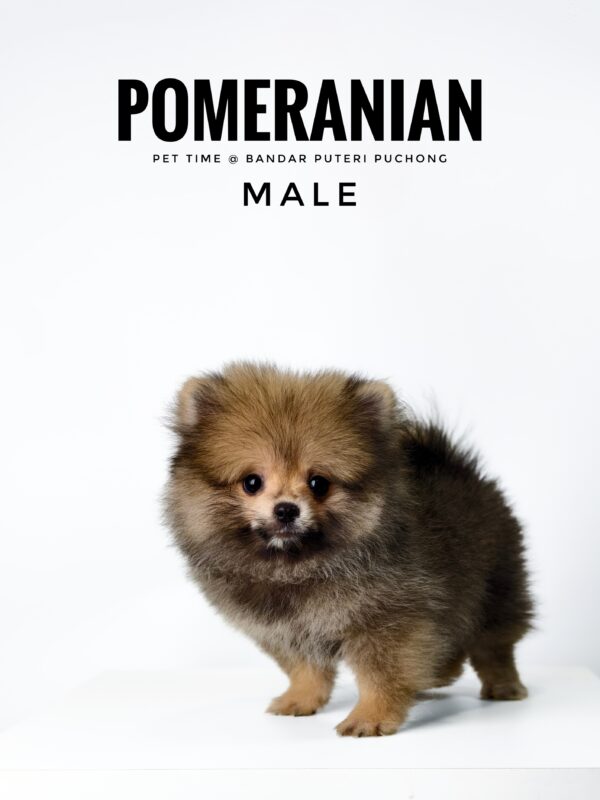 Pomeranian for Sale in Malaysia