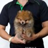 Pomeranian for Sale in Malaysia