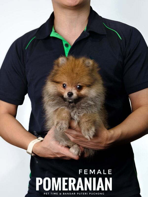 Pomeranian for Sale in Malaysia