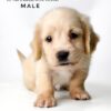 Pet shop sell Dachshund