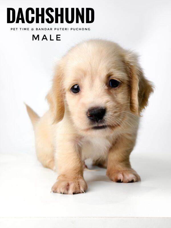 Pet shop sell Dachshund