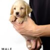 Pet shop sell Dachshund