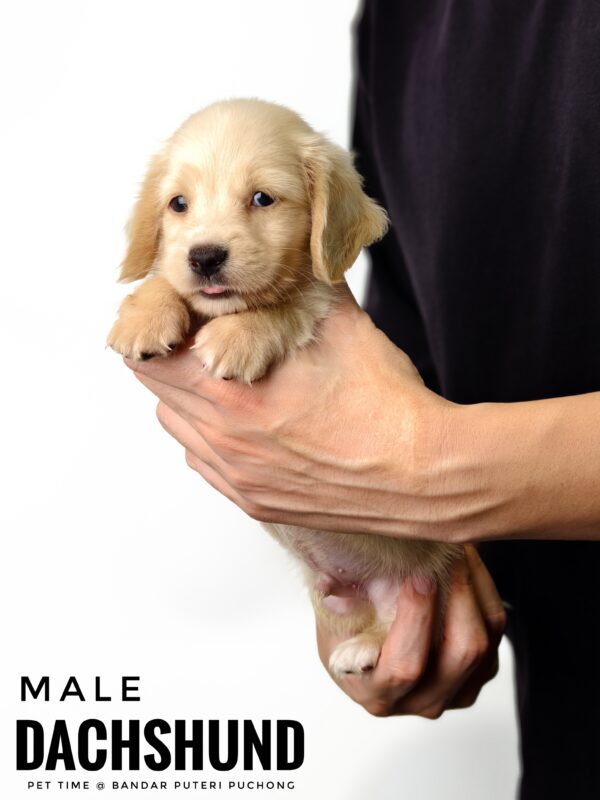 Pet shop sell Dachshund