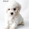 Bichon for sale Malaysia