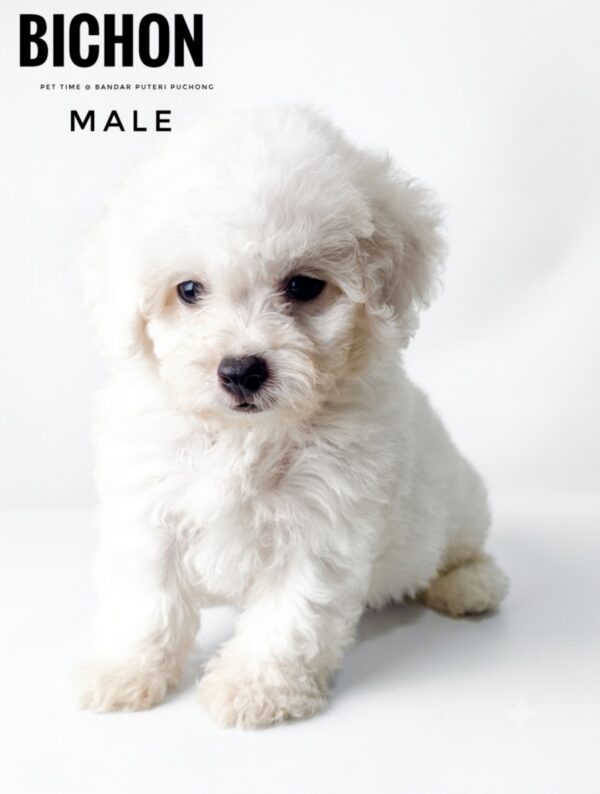 Bichon for sale Malaysia