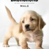 Pet shop sell Dachshund