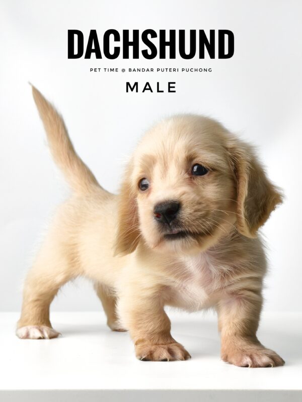 Pet shop sell Dachshund