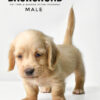Pet shop sell Dachshund